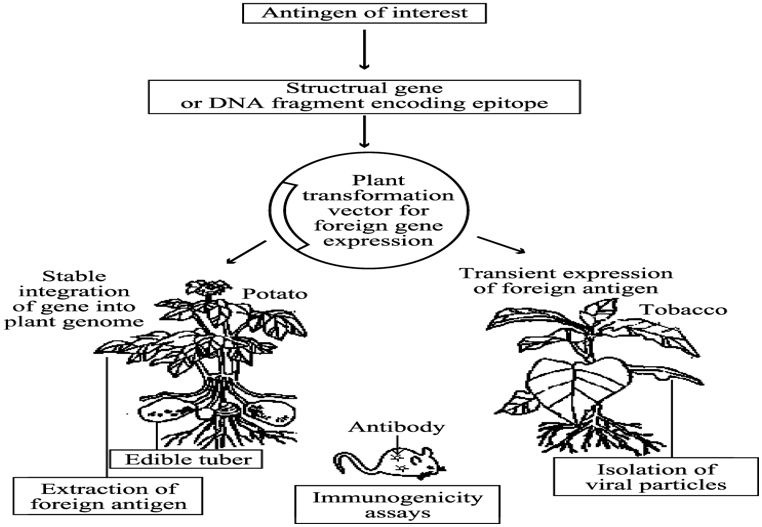 Vaccine Production in Transgenic Plants for Animal and Human Diseases