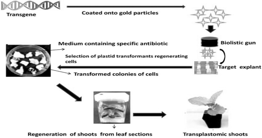 Vaccine Production in Transgenic Plants for Animal and Human Diseases