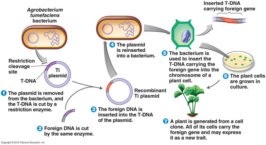 A Transgenic Organism Is One That Receives / Alternative Methods For ...