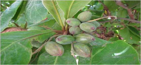 New approaches for Almonds (Prunus amygdalus. Batsch) production in ...